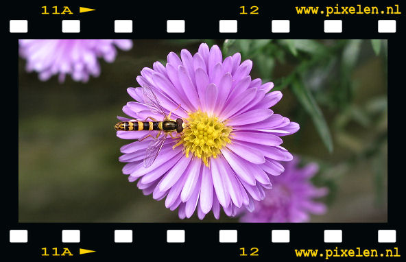 Vlieg pixelen.nl binnen